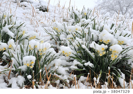 雪の中で咲く水仙　雪と水仙　降雪の水仙　雪帽子の水仙　水仙　 38047329