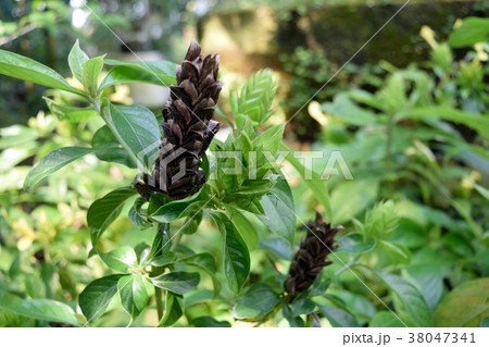 バーレリア・オエノテロイデスの茶色い苞 38047341