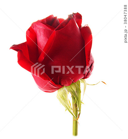 Red rose isolated on white background Red rose isolated on white background 38047388