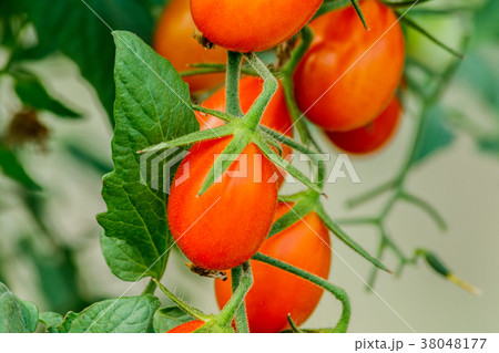 Fresh cherry tomato on a branch in the garden. 38048177