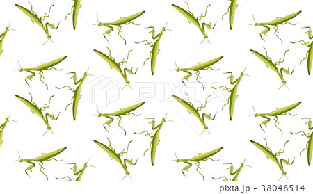 Vector seamless pattern of mantis 38048514