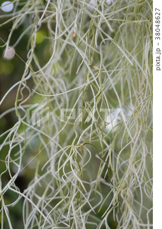 サルオガセモドキ 毛のアップ サルオガセモドキ 毛のアップ 38048627