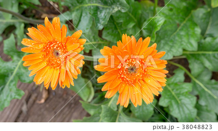 Orange gerbera flower in the garden. 38048823