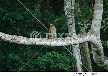 Crested Serpent Eagle resting on a perch 38049206