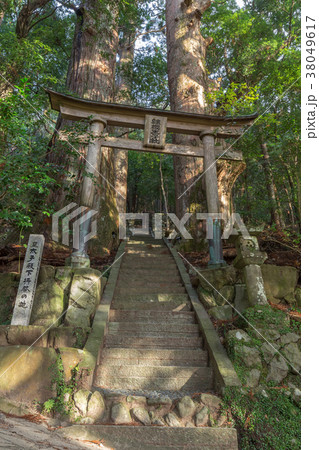 野中の一方杉 野中の一方杉 38049617