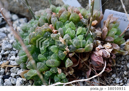 多肉植物 ハオルチア キンビフォルミス オブツーサの写真素材