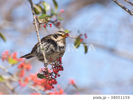 クロガネモチの赤い実をついばむツグミ 38051159