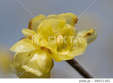 ロウバイの花のアップ 38051162