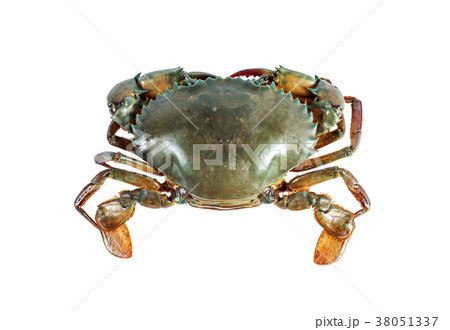 The crab on the white background.Top view. 38051337