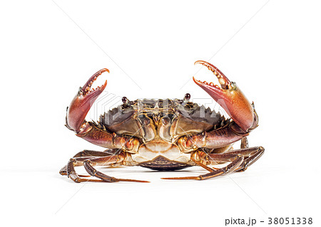 The crab on the white background. 38051338