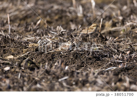 カシラダカ 38051700