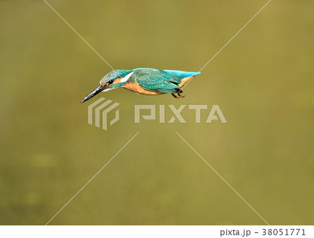 カワセミのダイビング 38051771