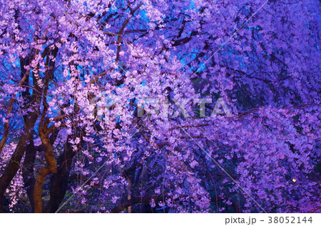 枝垂れ桜　ライトアップ 38052144