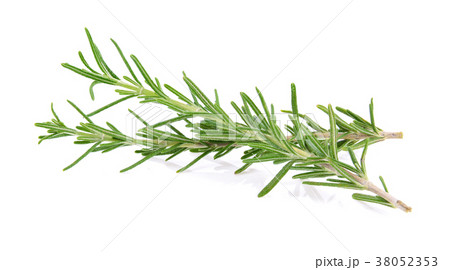 Rosemary isolated on white background Rosemary isolated on white background 38052353