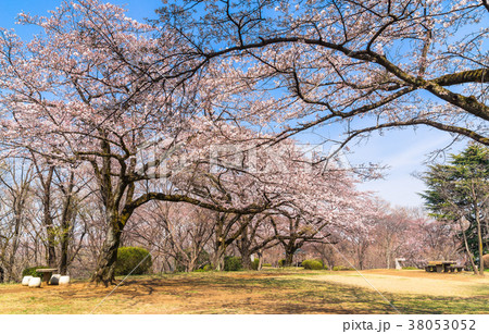 満開の桜 38053052