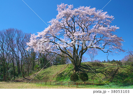 一本桜 - 鉢形城の桜　エドヒガン 38053103