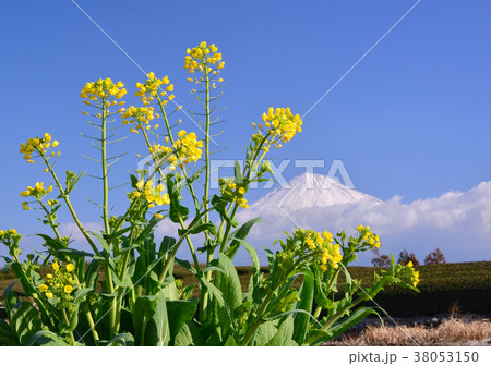 菜の花と富士山-223120 38053150