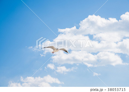 青空とユリカモメ 青空とユリカモメ 38053715