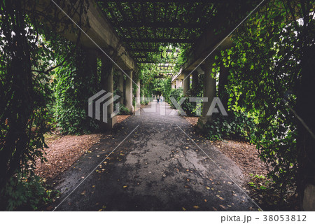 Ivy Columns Walkway in Wroclaw Ivy Columns Walkway in Wroclaw 38053812