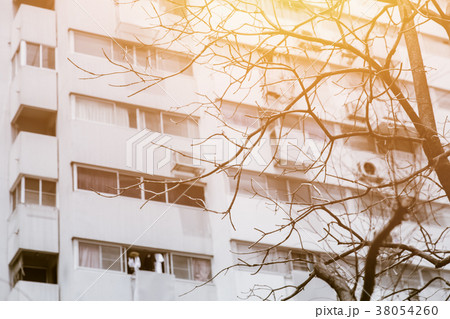 overheat hot weather die tree in urban pollution overheat hot weather die tree in urban pollution 38054260