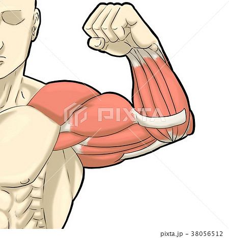 イラスト 腕の筋肉のイラスト素材