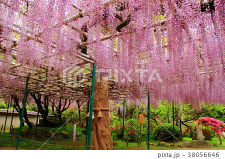 住吉神社(明石市 魚住町)に咲くノダフジ 住吉神社(明石市 魚住町)に咲くノダフジ 38056646
