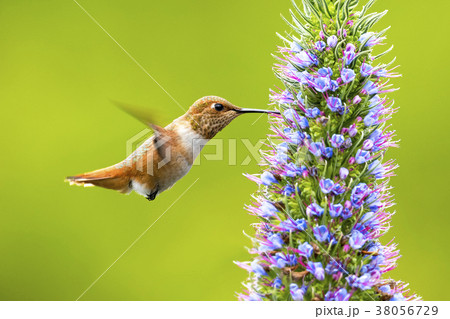 Hummingbird 38056729