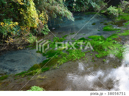 柿田川湧水群-27102 38056751