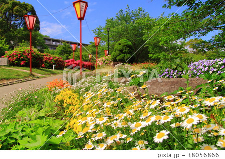 日岡山公園(兵庫県 加古川市)に咲くツツジの花 日岡山公園(兵庫県 加古川市)に咲くツツジの花 38056866