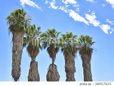 Hairy palms trees in the blue sunny sky Hairy palms trees in the blue sunny sky 38057025