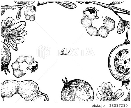 Frame of Manila Tamarind and Gooseberry Fruit Frame of Manila Tamarind and Gooseberry Fruit 38057259