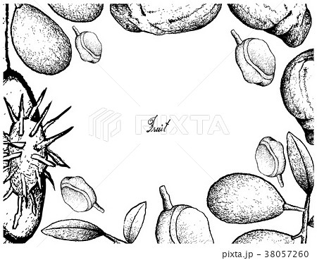 Hand Drawn Frame Ambarella and Red Mombin Fruits Hand Drawn Frame Ambarella and Red Mombin Fruits 38057260