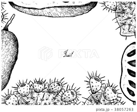 Hand Drawn of Fresh Paw Paw on White Background Hand Drawn of Fresh Paw Paw on White Background 38057263