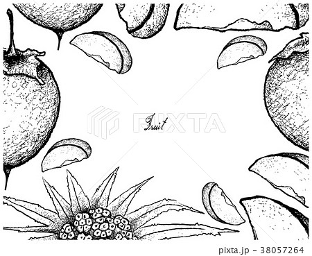 Kaki or Japanese Persimmon on White Background Kaki or Japanese Persimmon on White Background 38057264
