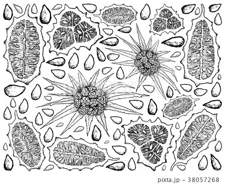 Background of Horned Melon and Pandanus Fruits Background of Horned Melon and Pandanus Fruits 38057268