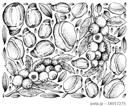 Hand Drawn Frame of Blueberries and Red Mombin 38057275