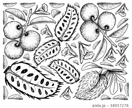 Background of Fresh Tallow Plum and Soursop 38057276