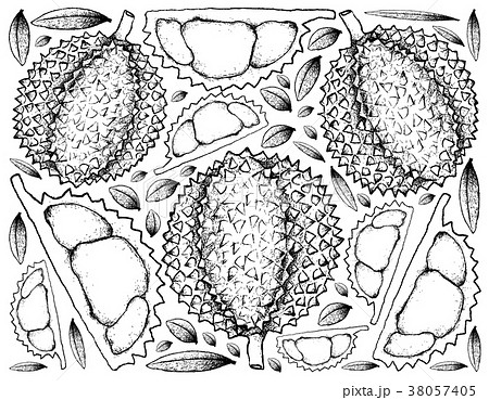Hand Drawn Background Of Ripe Durian Fruitsのイラスト素材