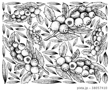 Hand Drawn Background of Ripe Blueberry Fruits 38057410