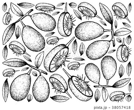 Hand Drawn Background of Fresh Ambarella Fruits Hand Drawn Background of Fresh Ambarella Fruits 38057418