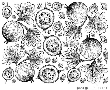 Hand Drawn Background of Indian Gooseberry Fruits Hand Drawn Background of Indian Gooseberry Fruits 38057421