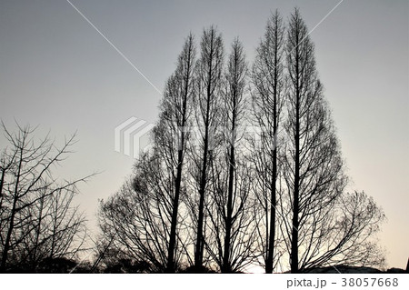 落葉の街路樹 38057668