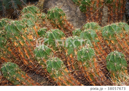 サボテン・ユウソウマル 38057673