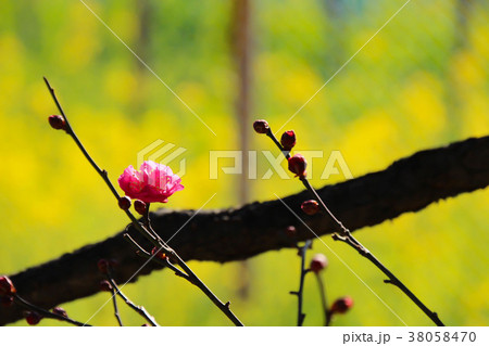 初春に花を咲かせたピンク色の紅梅 38058470