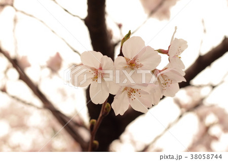 ２０１７年春のソメイヨシノ16 38058744