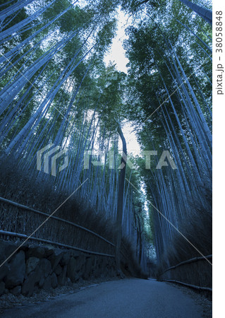 竹林の小径 竹林の小径 38058848