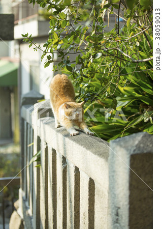 大江神社の猫 大江神社の猫 38059013