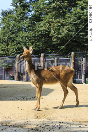 Animals in a zoo. various wild animals photo. 101 38060464