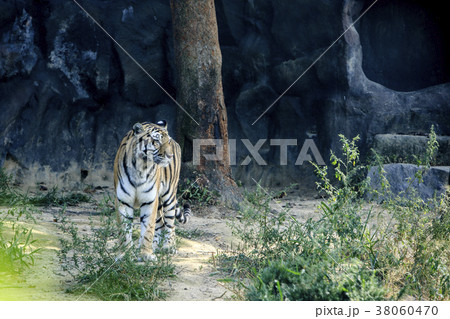 Animals in a zoo. various wild animals photo. 105 38060470