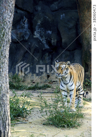 Animals in a zoo. various wild animals photo. 094 38060473
